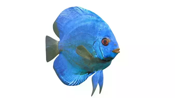 Blue Diamond Discus fish