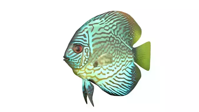 Cobalt Discus fish