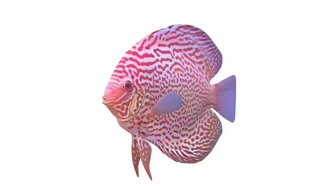 Gold Leopard Discus fish