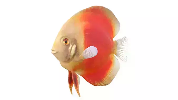 Orange Discus fish