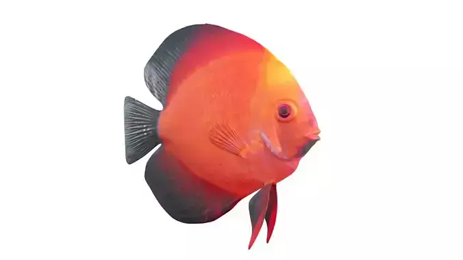 Red Discus fish