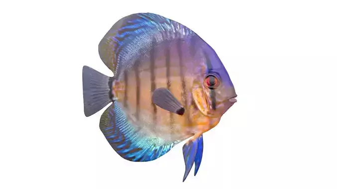 Red Eye Discus fish
