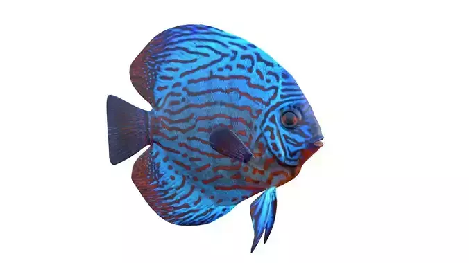 Royal Blue Discus fish
