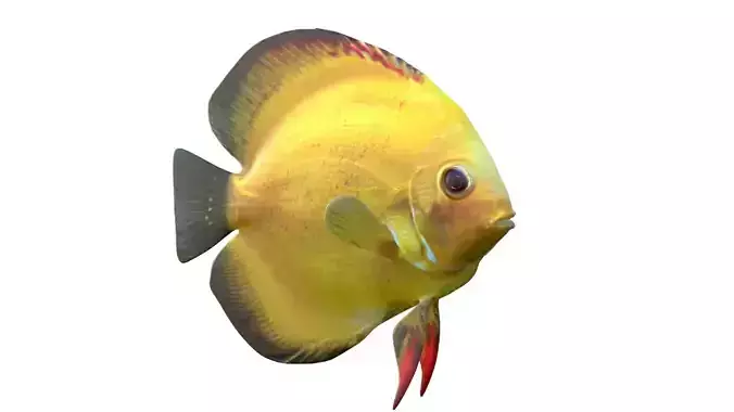 Sunshine Gold Discus fish