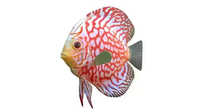 Turquoise Discus fish