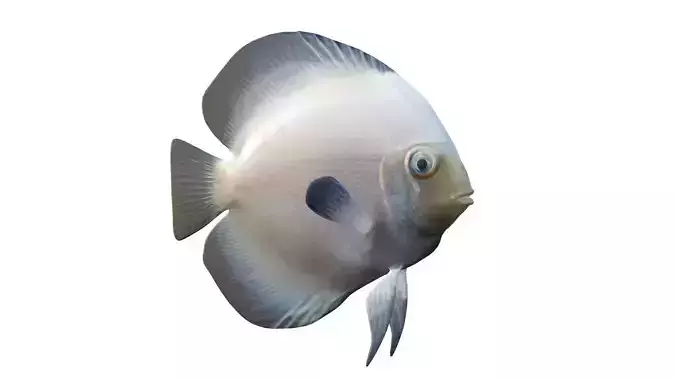 White Discus