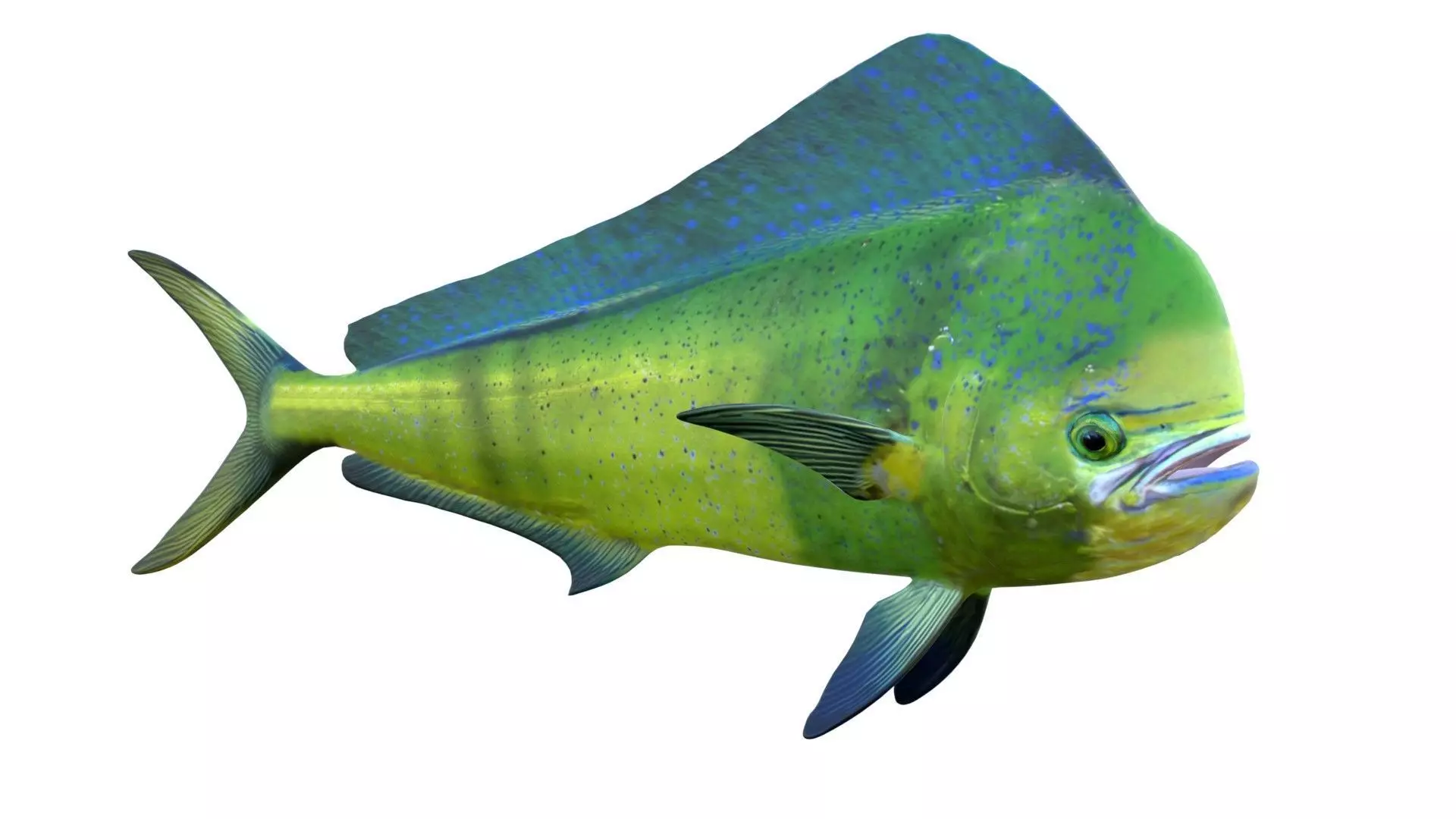Dorado fish Low-poly 3D model
