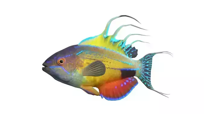 Australias dazzling flasher wrasses