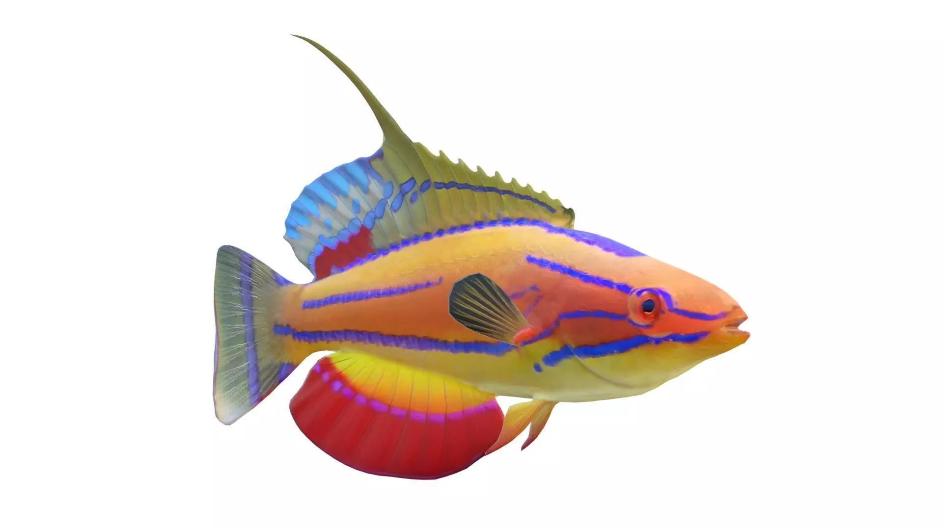 Carpenters Flasher Wrasse Low-poly 3D model