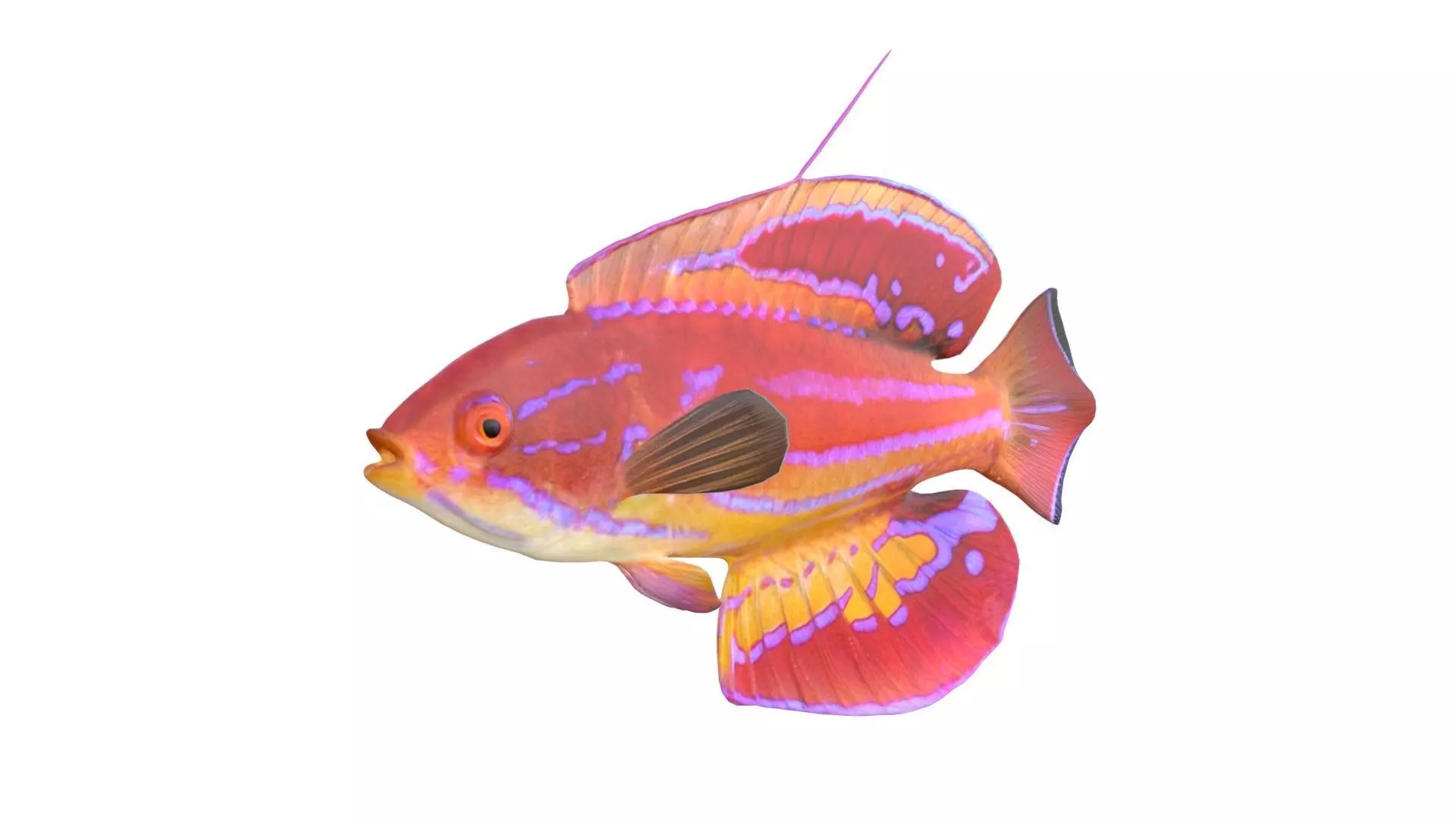 Diamond Tail Flasher Wrasse Low-poly 3D model