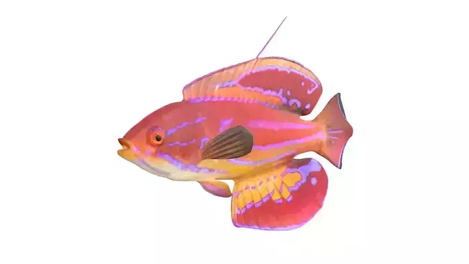 Diamond Tail Flasher Wrasse