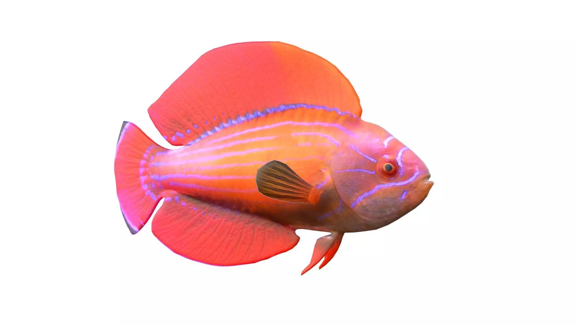 Eightline Flasher Wrasse Low-poly 3D model