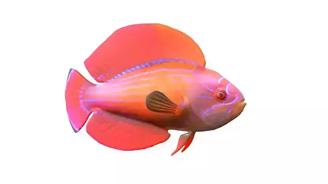 Eightline Flasher Wrasse