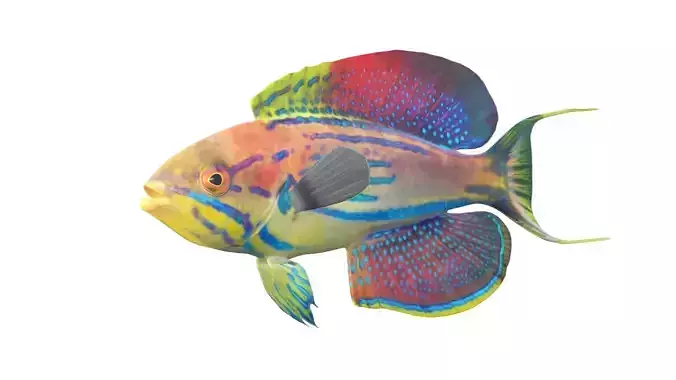 Madagascar Flasher Wrasse