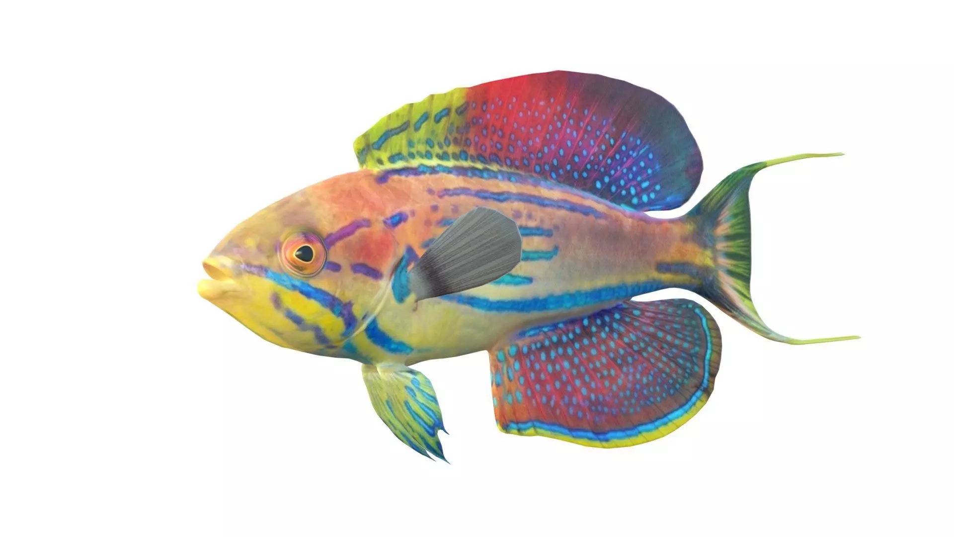Madagascar Flasher Wrasse Low-poly 3D model