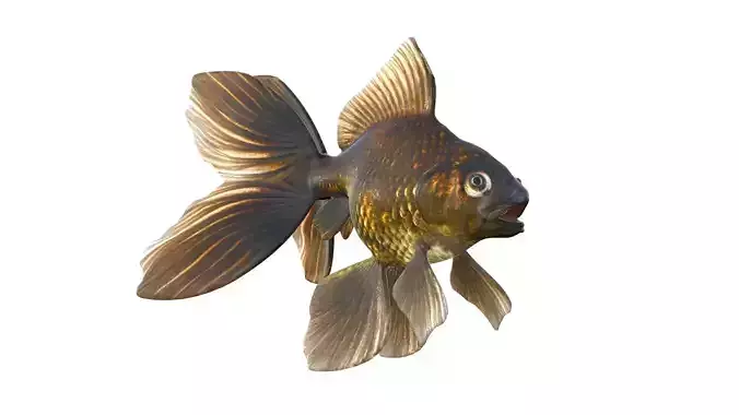 Black Moor Gold fish