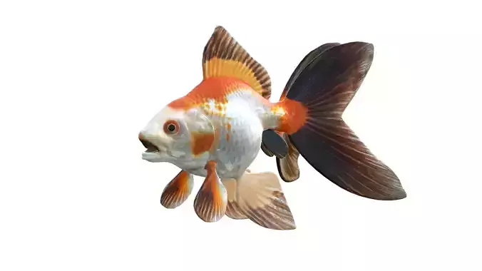 Black Tip Gold fish