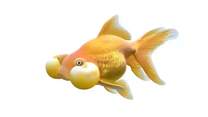 Bubble Eye Gold fish