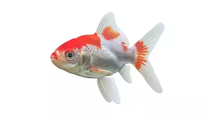 Comet Gold fish
