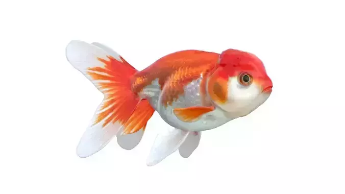 Lionhead Gold fish