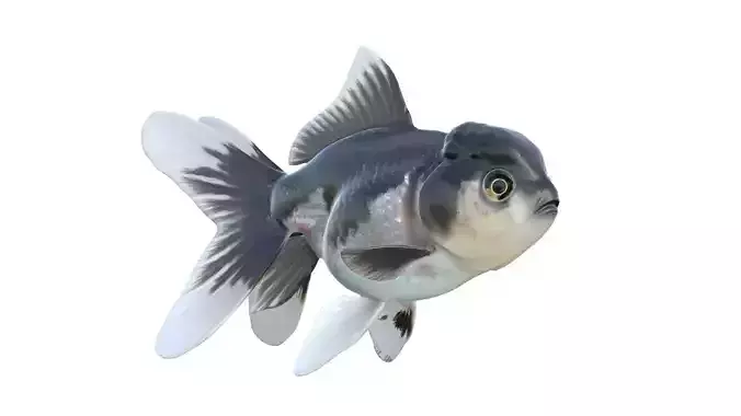 Oranda Black and White Gold fish
