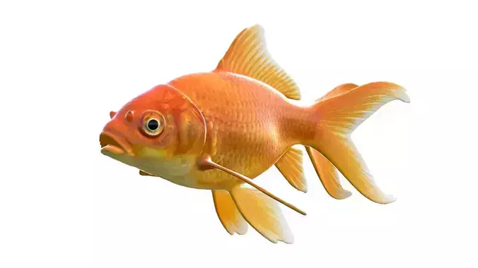 Orange Gold fish