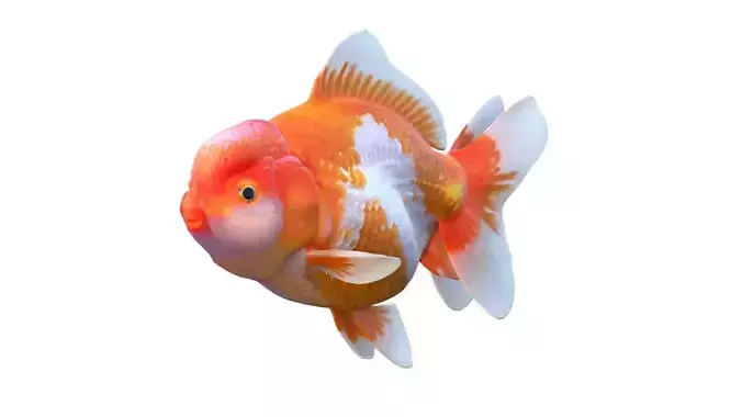Ranchu Gold fish