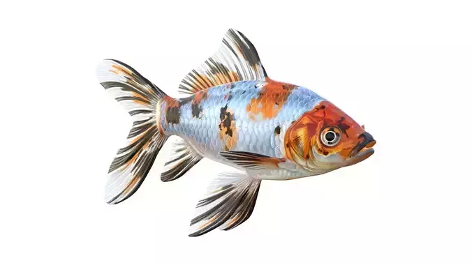 Shubunkin Gold fish