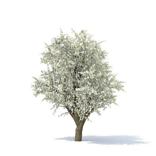 Apple tree 3D model