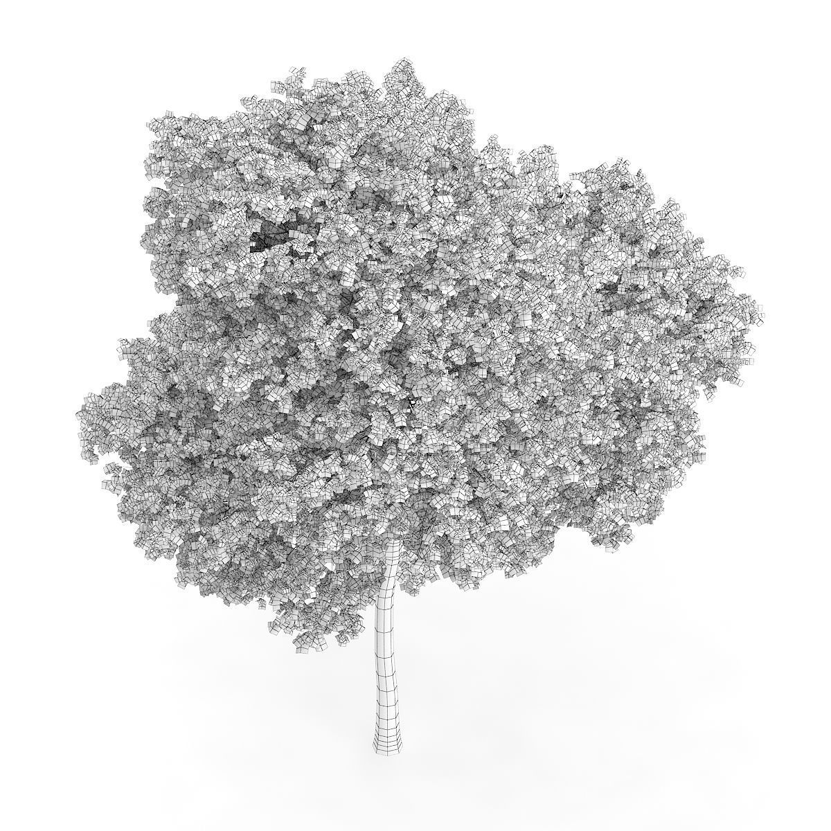 Palmate Maple Acer palmatum 12m  3D model_3