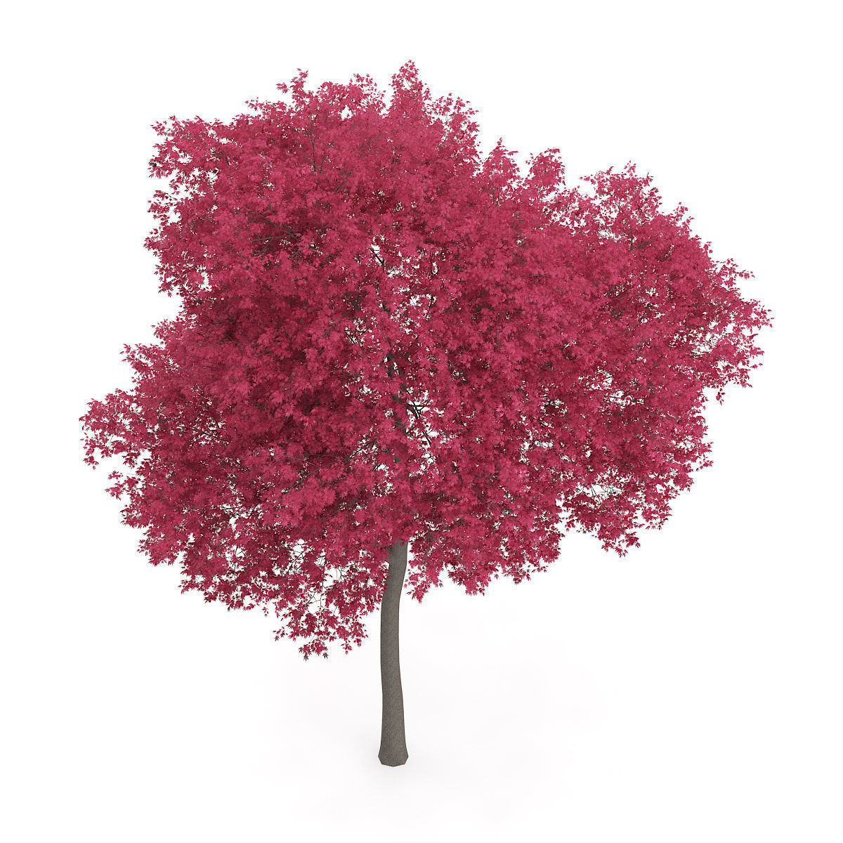 Palmate Maple Acer palmatum 12m  3D model_2