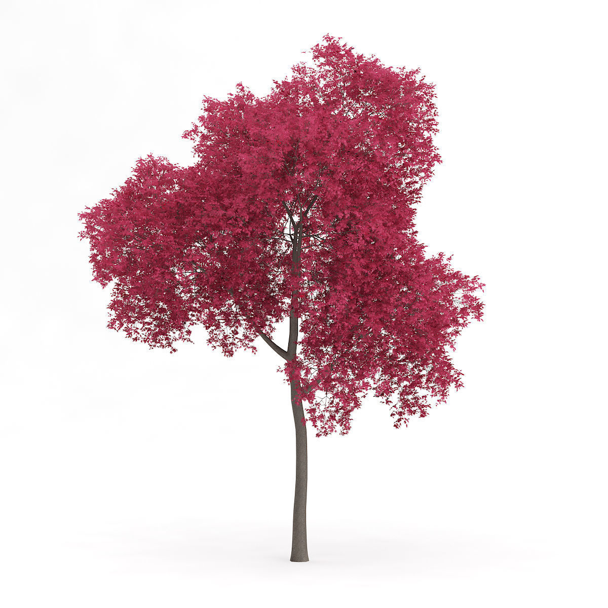 Palmate Maple Acer palmatum 12m  3D model_4