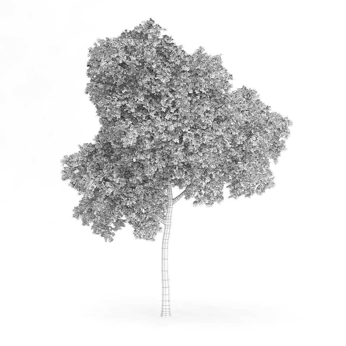 Palmate Maple Acer palmatum 12m  3D model_1