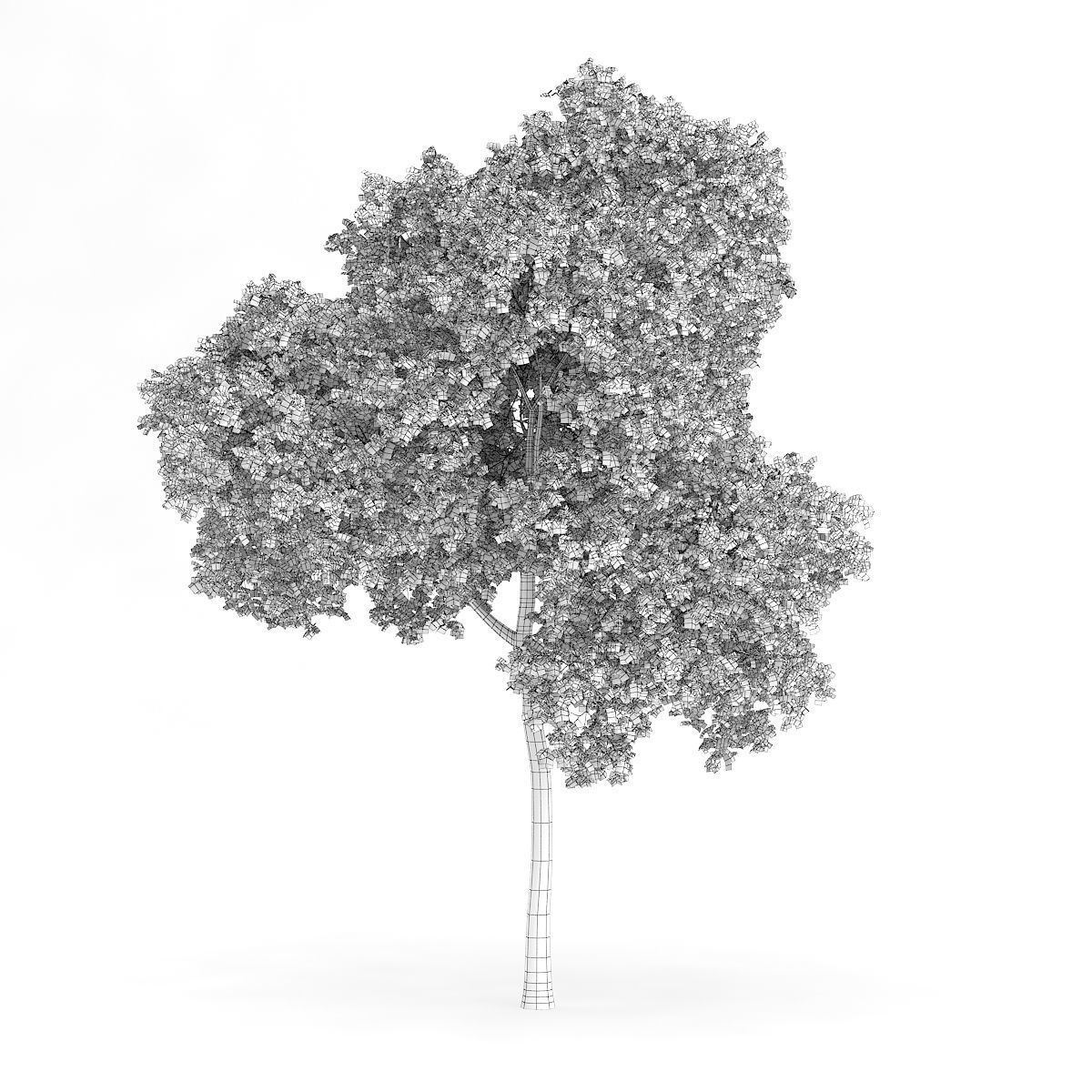 Palmate Maple Acer palmatum 12m  3D model_5