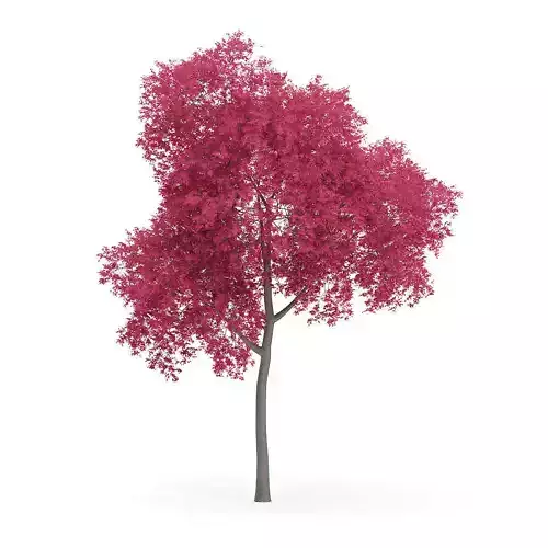 Palmate Maple Acer palmatum 12m 