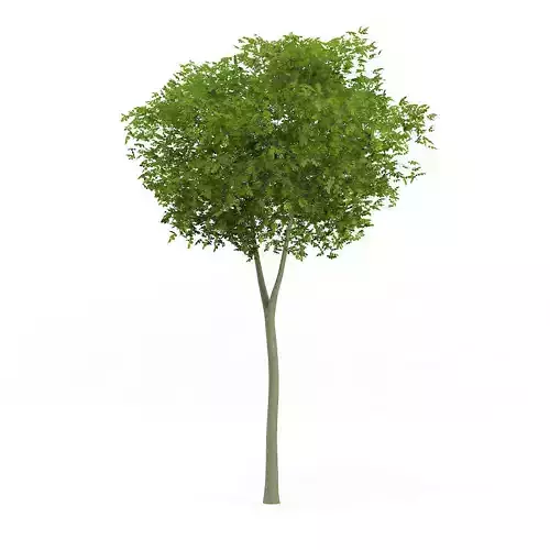 Common Beech Fagus sylvatica 8m