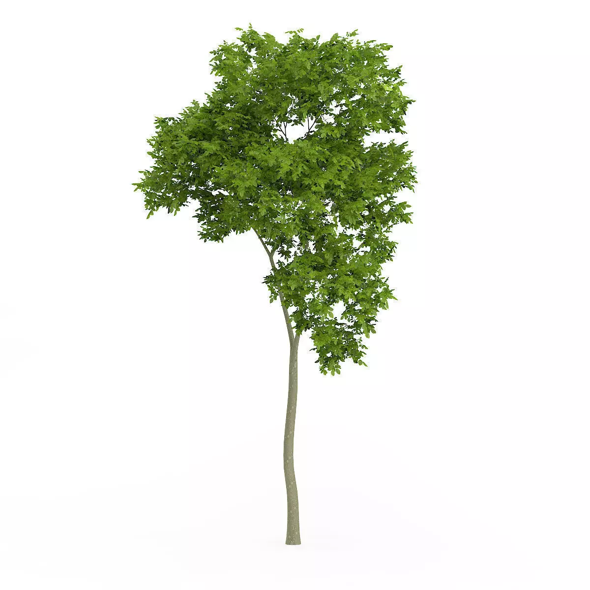 Common Beech Fagus sylvatica 7m 3D model_0