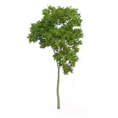 Common Beech Fagus sylvatica 7m 