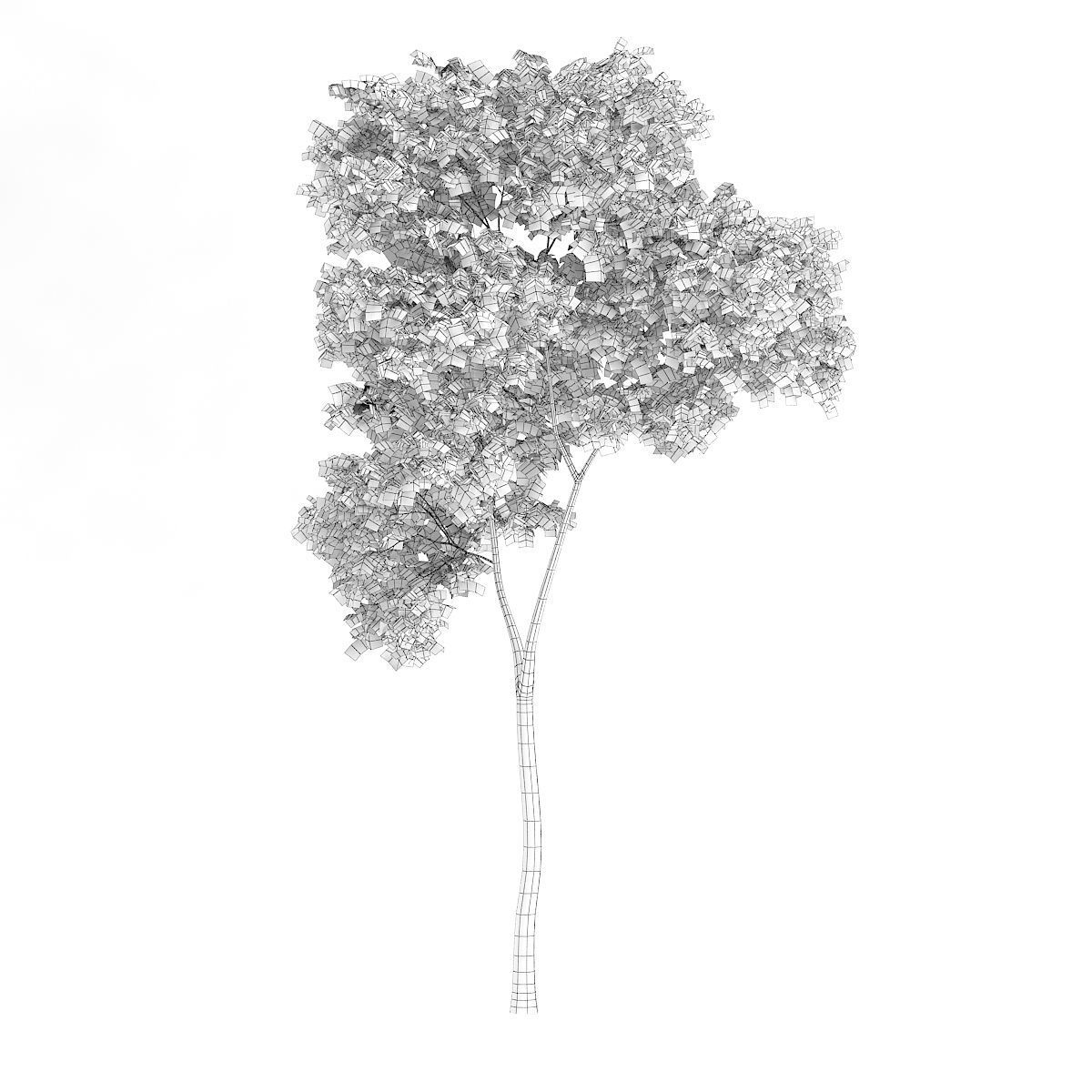Common Beech Fagus sylvatica 7m 3D model_5