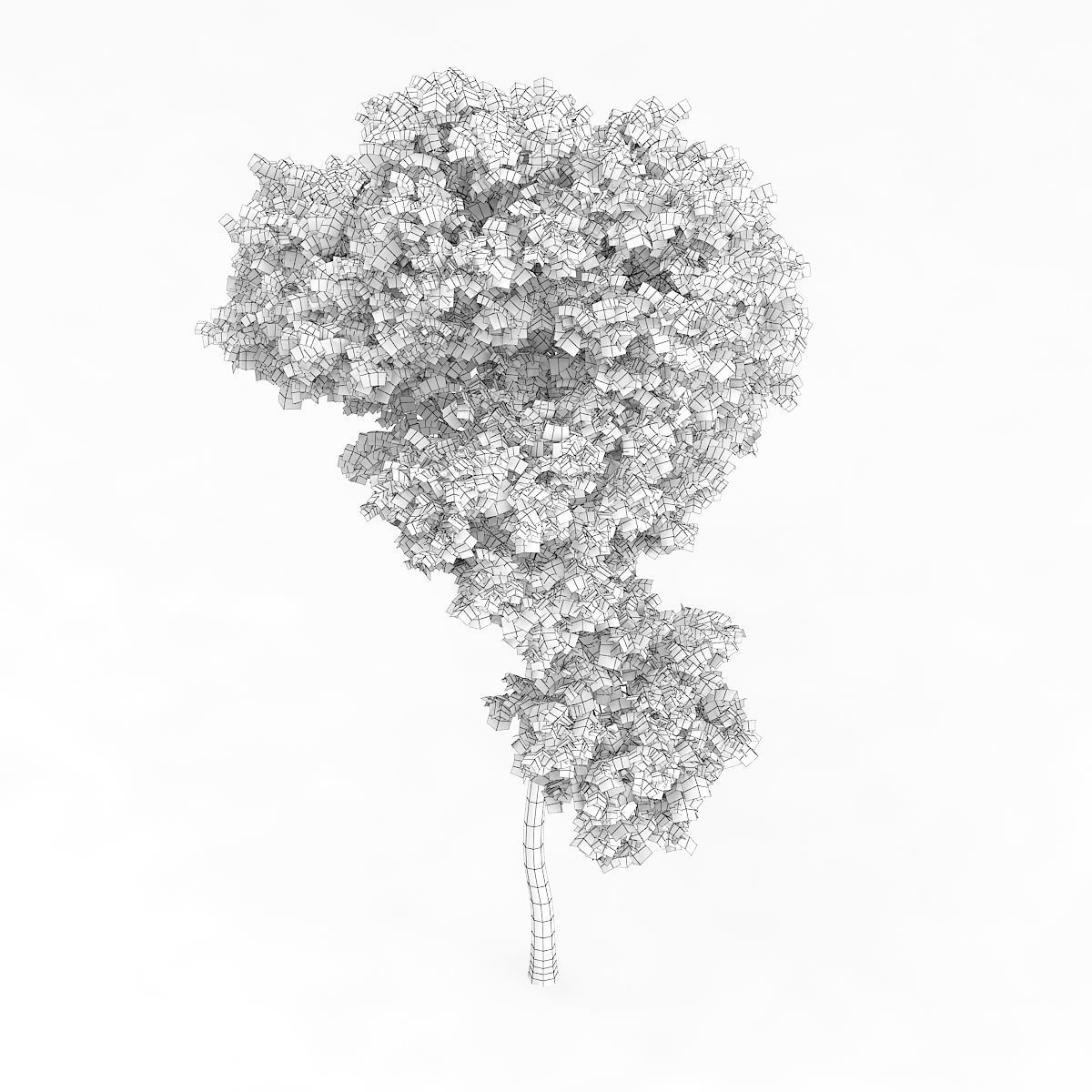 Common Beech Fagus sylvatica 7m 3D model_3