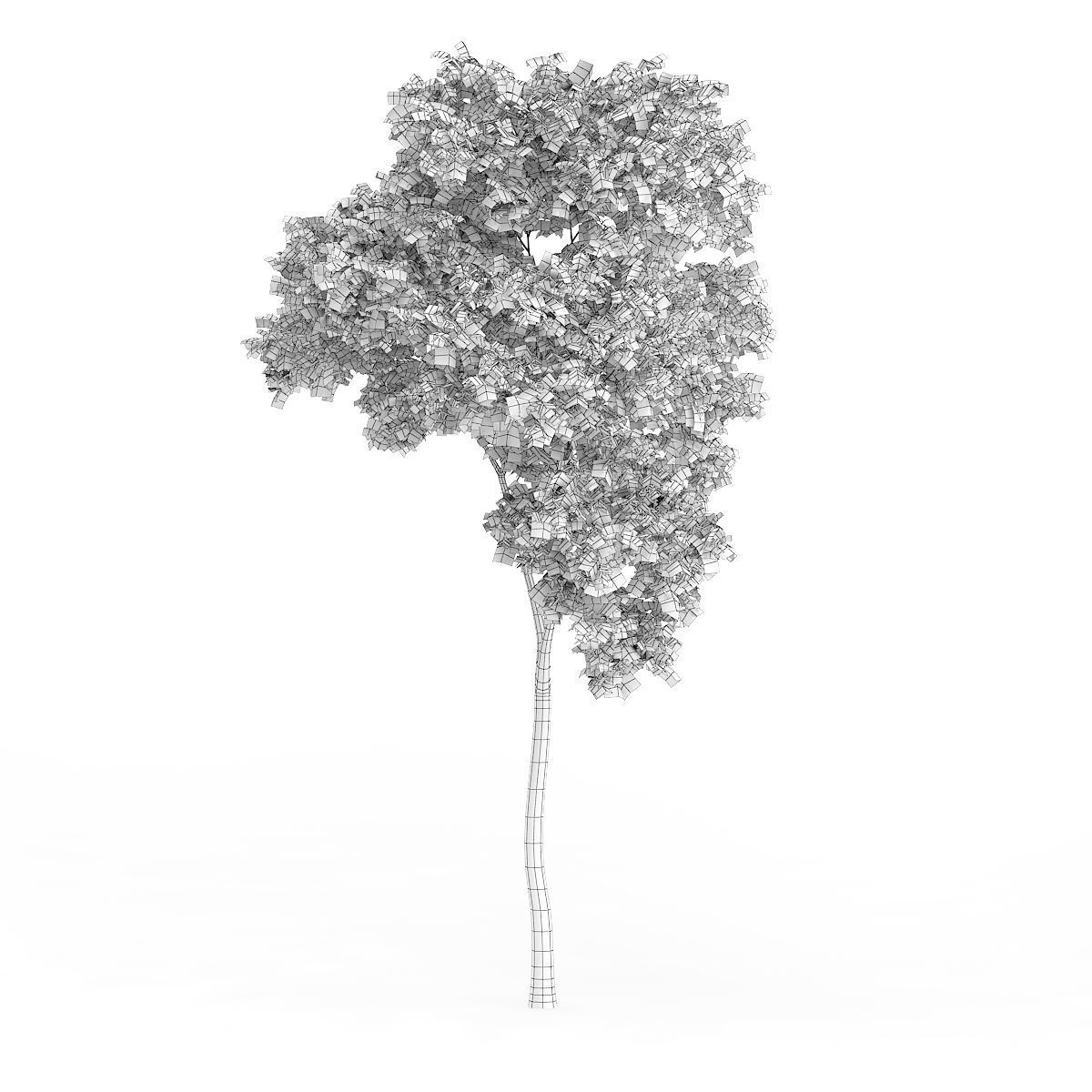Common Beech Fagus sylvatica 7m 3D model_1