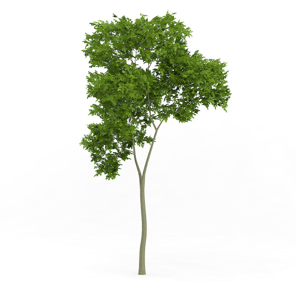 Common Beech Fagus sylvatica 7m 3D model_4