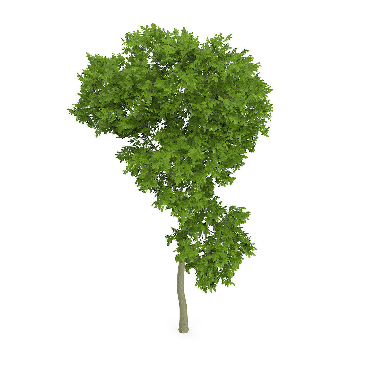 Common Beech Fagus sylvatica 7m 3D model_2