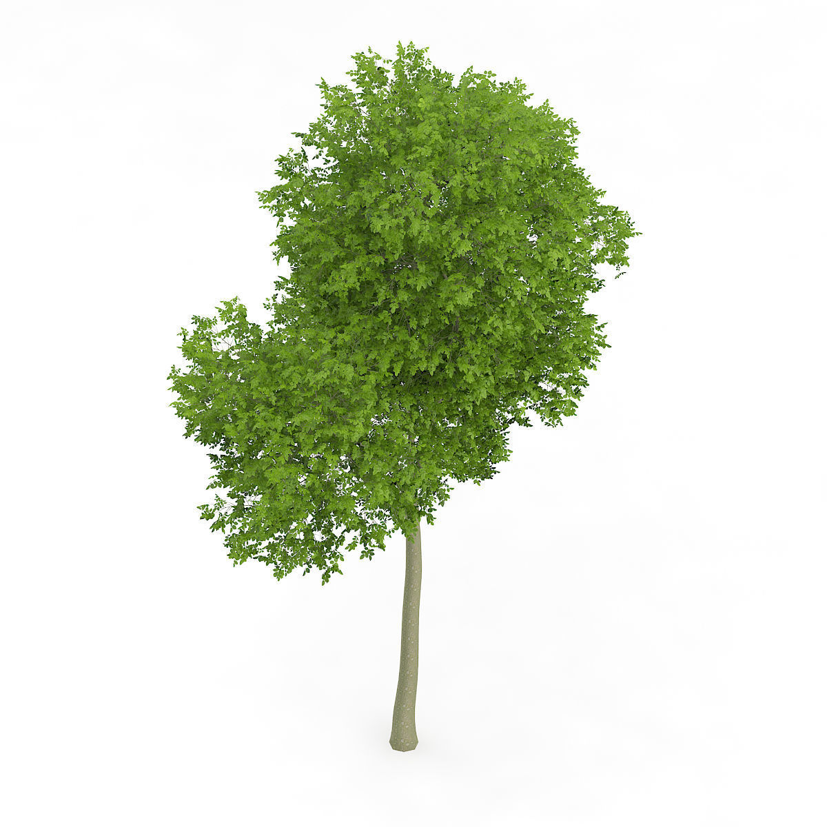 Common Beech Fagus sylvatica 11m 3D model_4