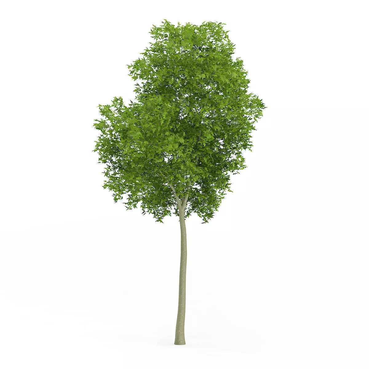 Common Beech Fagus sylvatica 11m 3D model_0