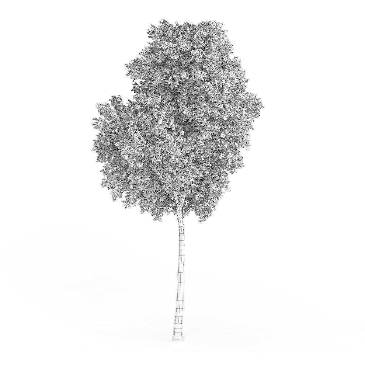 Common Beech Fagus sylvatica 11m 3D model_1