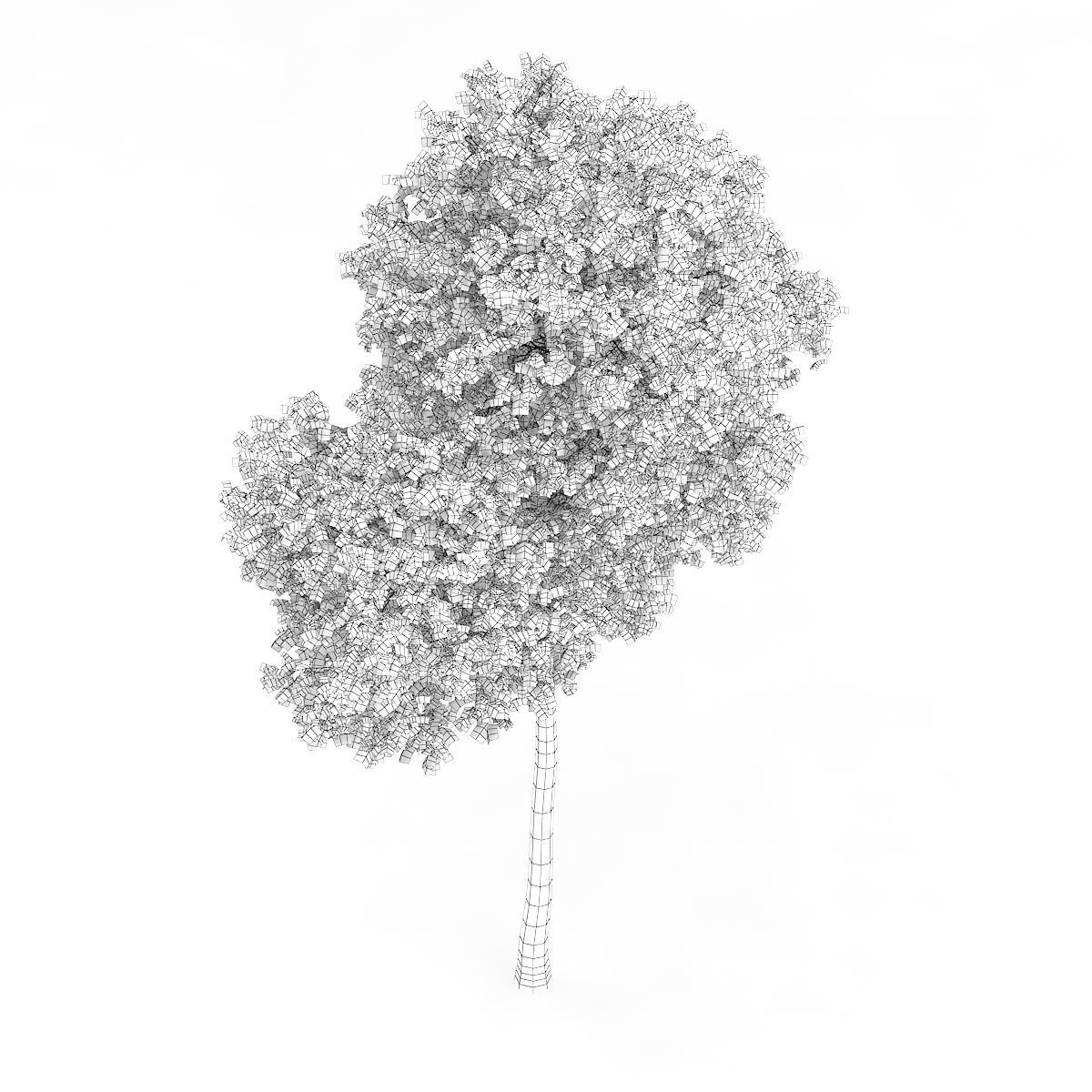 Common Beech Fagus sylvatica 11m 3D model_5