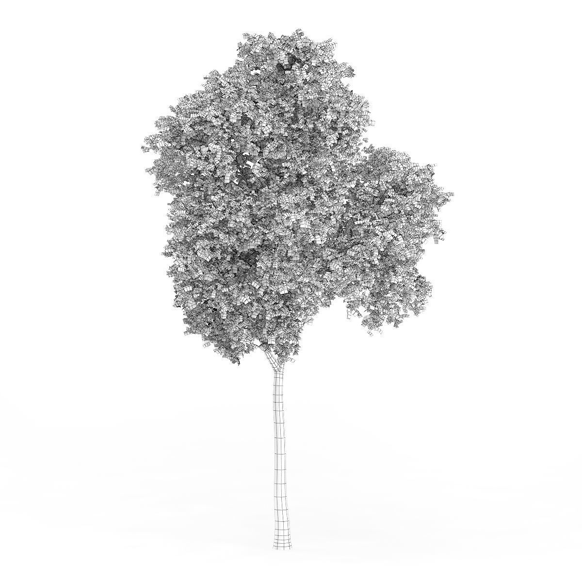 Common Beech Fagus sylvatica 11m 3D model_3