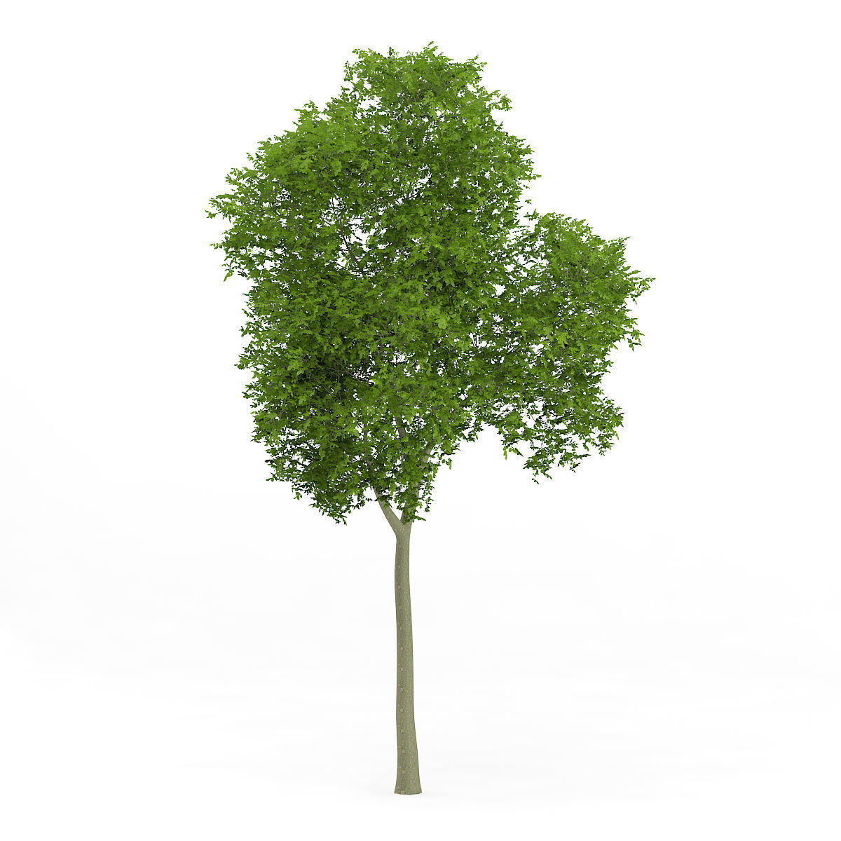 Common Beech Fagus sylvatica 11m 3D model_2