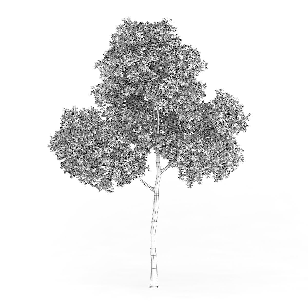 Common Beech Fagus sylvatica 14m 3D model_1